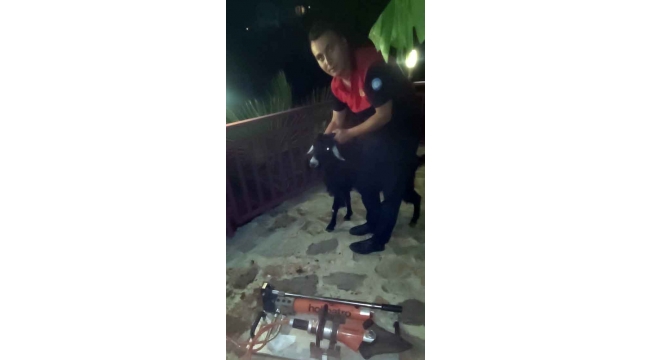 Terastaki korkuluklara başını sıkıştıran keçi itfaiyenin uzun uğraşları sonucu kurtarıldı