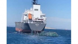 Yük gemisi balık havuzuna girdi, bir milyon balık denize kaçtı