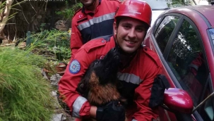Kuyuya düşen köpeği itfaiye kurtardı