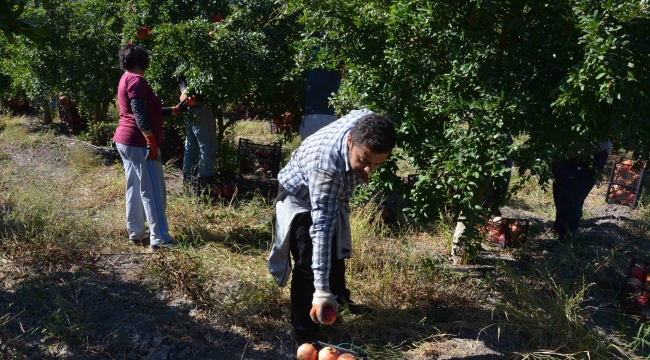 Nar üretiminde verim çiftçiyi sevindirdi