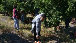 Nar üretiminde verim çiftçiyi sevindirdi