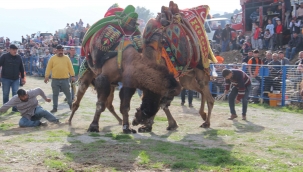 Arenaya sığmayan develer, ortalığı savaş alanına çevirdi