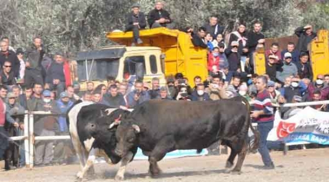 Boğalar, Defne’nin tedavisi için güreşti