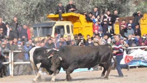 Boğalar, Defne’nin tedavisi için güreşti
