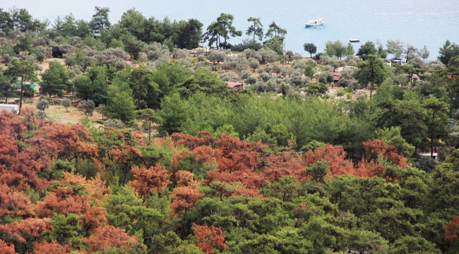 Dünyaca ünlü körfezin çamları kuruyor 