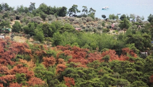 Dünyaca ünlü körfezin çamları kuruyor