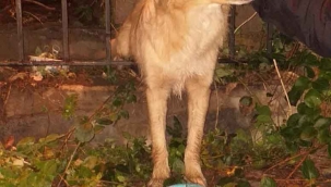 Köpeği görenler yardıma koştu