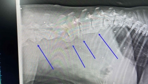 Otomobilin çarptığı köpeğin vücudunda onlarca saçma ile yaşadığı ortaya çıktı