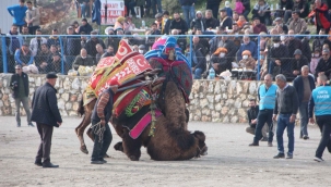 Bodrum’da deve güreşlerine yoğun ilgi
