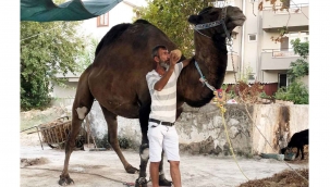 Devenin saldırdığı bir kişi hayatını kaybetti