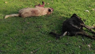 Koyunlarını ölü görünce köpekleri kafalarından vurarak öldürdü