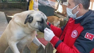 Muğla’da Bin 75 tehlike arz eden köpek ırkı kayıt altına alındı