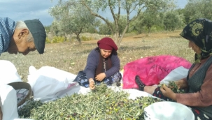 AKBELEN KEŞFİ ÖNCESİ ZEYTİNCİLİK KANUNUNUN DEĞİŞMESİ BÜYÜK TEPKİ TOPLADI