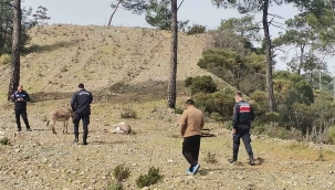 Marmaris’te başıboş eşekler tüfekle vurulmuş halde bulundu