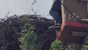 Hayvan sever Muhtar leylek yuvalarını temizletti