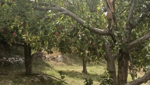 Ağaçtan düşerek hayatını kaybetti