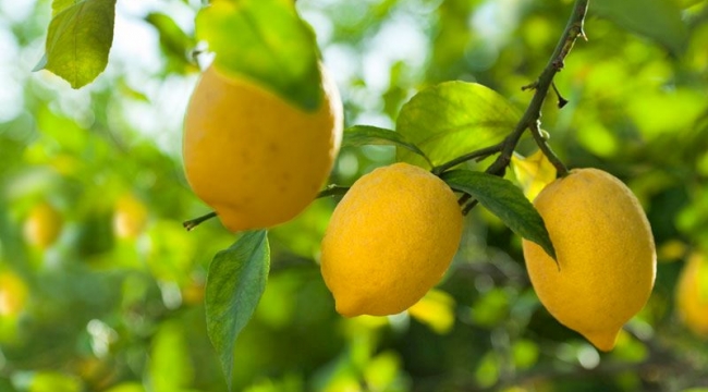 Limon 6 liradan alıcı buldu.