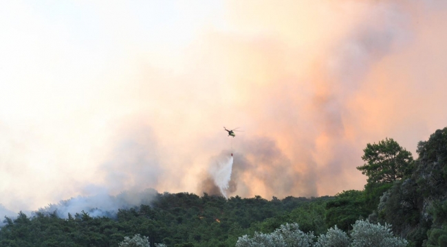 Muğla'daki yangında 50 hektar alan zarar gördü 
