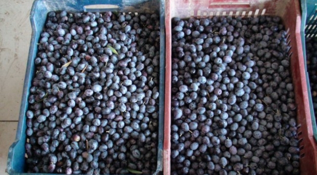 Fethiye'de zeytin Hasadı Başladı.