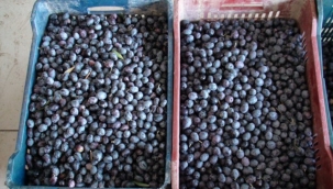 Fethiye'de zeytin Hasadı Başladı.