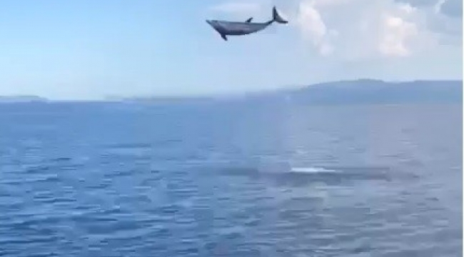 Muğla’da yunuslardan görsel şölen