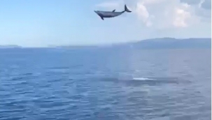 Muğla’da yunuslardan görsel şölen