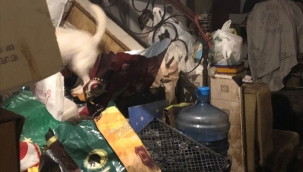 Evde çok sayıda kedi ve köpek ölüsü bulundu