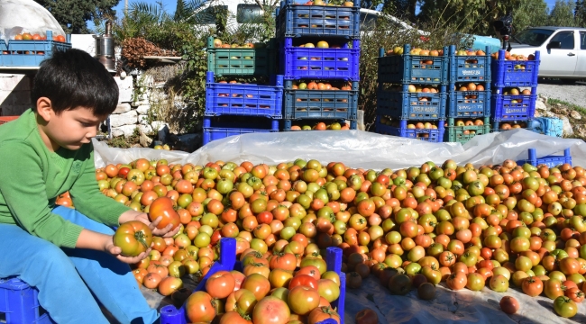 Domates ihracatındaki yasak kaldırıldı