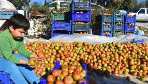 Domates ihracatındaki yasak kaldırıldı