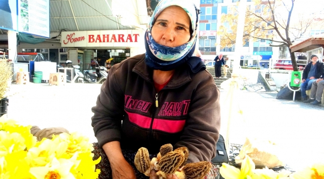 Muğla'da kuzugöbeği altınla yarışıyor
