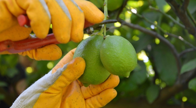 Limonda “Üreticiyi 10 liranın altı kurtarmaz”