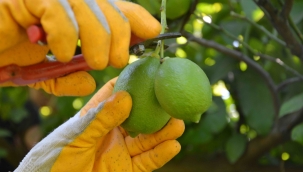 Limonda “Üreticiyi 10 liranın altı kurtarmaz”
