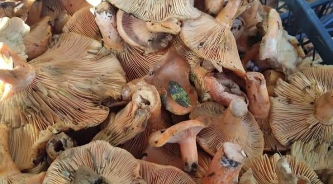 Çıntar sezonu başladı , Fiyatını duyan şaşırıyor