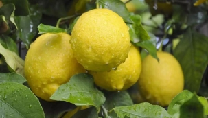Limonda fiyat makası açıldı