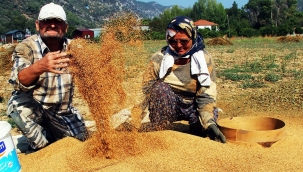 Muğla'da susam' hasadı başladı