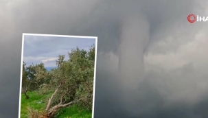 Hatay'daki devasa hortum ağaçları yerinden söktü