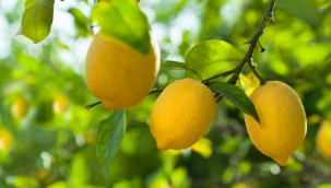 Muğla Milletvekili Özcan: “Ne yazık ki bu sene limon dalında kaldı”