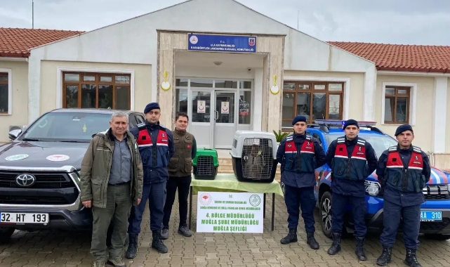 Ula’da Yasa Dışı Yaban Hayvanı Operasyonu: 2 Maymuna El Konuldu
