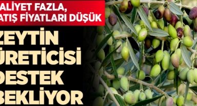 Zeytin üreticisi destek bekliyor.