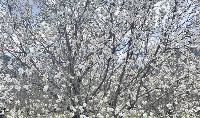 Datça'da badem ağaçları çiçek açtı