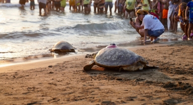 (MUĞLA)Caretta Caretta 'Tuba', İkinci Dünya Turuna Salındı