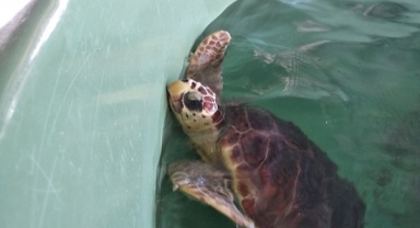 İztuzu’nda 10 caretta ve 5 yavru kaplumbağa denize bırakıldı
