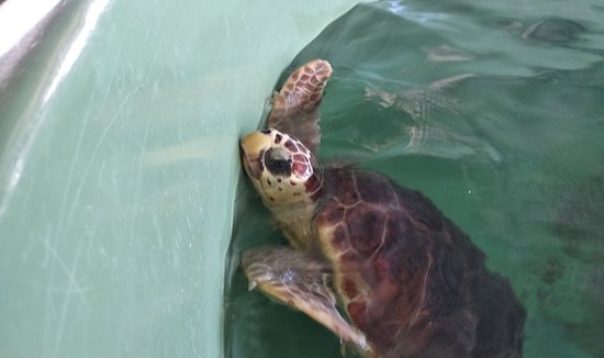 İztuzu’nda 10 caretta ve 5 yavru kaplumbağa denize bırakıldı