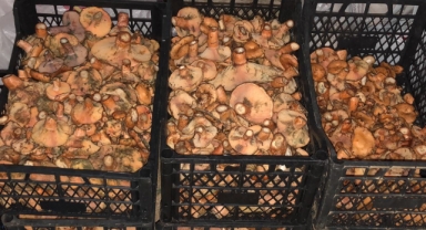 Muğla'da sonbaharın bereketi: Doğal çıntar tezgahlarda yerini aldı