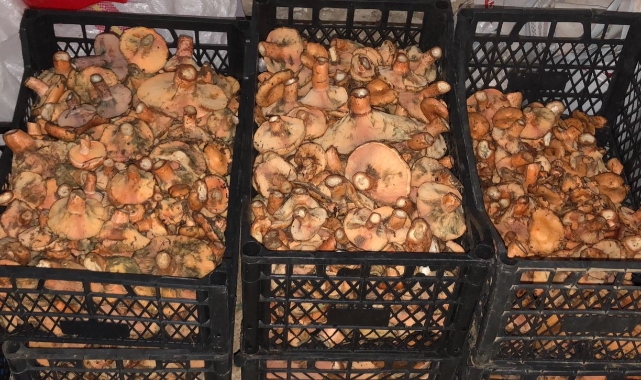 Muğla'da sonbaharın bereketi: Doğal çıntar tezgahlarda yerini aldı 