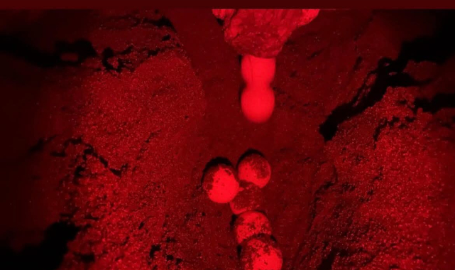 İztuzu sahilinde sezonun ilk caretta caretta yuvası belirlendi 